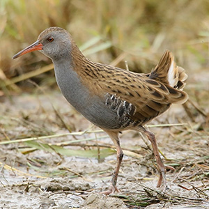 Water Rail